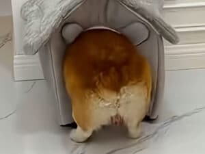 入り口でお尻がつっかえちゃう… 小さすぎるハウスに意地でも入りたいコーギーさん