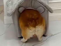 入り口でお尻がつっかえちゃう… 小さすぎるハウスに意地でも入りたいコーギーさん