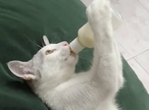 ゴクゴク！ ぷっはぁ♡ ミルクを一気飲みする猫ちゃん