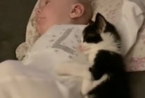 腕枕してほしい子猫、赤ちゃんに添い寝する姿が可愛い！