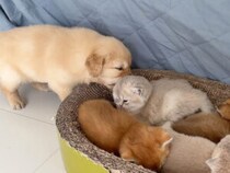 子猫の爪研ぎベッドが気になる…「一緒に寝ていい？」そっと入り込んで乗っ取っちゃう子犬さん