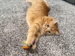 人間の年齢だと40代相当だけどこのキレ! おもちゃで大はしゃぎする茶トラさん