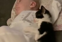 腕枕してほしい子猫、赤ちゃんに添い寝する姿が可愛い！