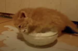 お、落ち着くんだ!慌ててミルクで溺れちゃう子猫