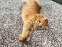 人間の年齢だと40代相当だけどこのキレ！ おもちゃで大はしゃぎする茶トラさん