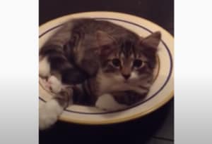 よく眠れた?寝起きでおしゃべりしてくれる子猫ちゃん