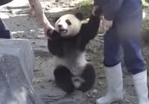 駄々っ子ばかり(笑) 飼育員さんに連れて行かれるパンダたち。