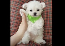 ぬいぐるみじゃないよ！本物の子犬でしたー！