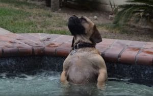 散歩って凝るんだよねえ〜!ジェットバスにハマる犬。