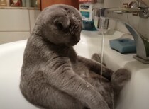 洗面台でスコ座りする猫、水遊びに夢中でびしょ濡れ！