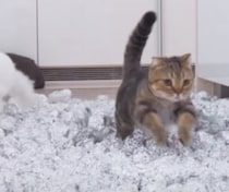 アルミボールを床一面に敷き詰めたら… 猫はどんな反応をする？