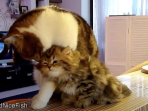 お兄ちゃん大好き♡ ピッタリくっついて甘える仲良し兄弟猫。