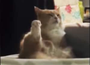 瞳を閉じて「無の境地だニャ」脚を上げながら瞑想する猫さん。