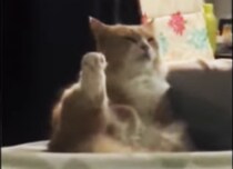 瞳を閉じて「無の境地だニャ」脚を上げながら瞑想する猫さん。