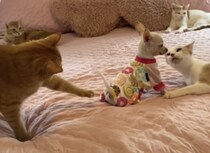 犬「僕のしっぽ、オモチャじゃないよ…」たくさんの猫に囲まれて困惑！