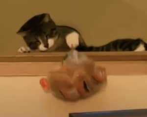 捕獲スキルが高すぎる猫。なんでもキャッチするよ!!