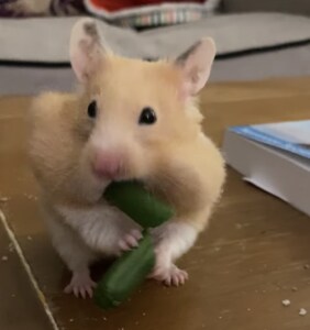 え？ そんなん入るの？ ながーいお野菜を詰め込むハムスター。