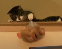 捕獲スキルが高すぎる猫。なんでもキャッチするよ！！