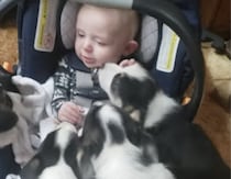 うらやましいほど子犬たちにモテモテな赤ちゃん♪