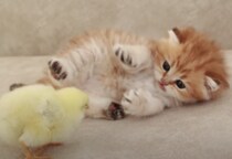 ちっちゃい子同士の癒される姿！ひよこ×子猫さん