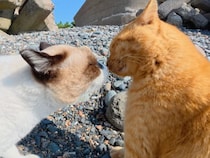 近距離すぎる口喧嘩！ でもどこか仲良しに見える猫さんたち