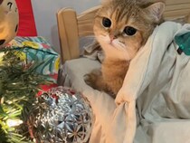 あと一ヶ月でクリスマス！ 猫さんたちも「肉球」で飾り付けに参加！