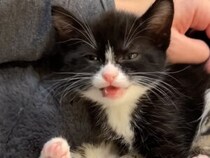 おしゃべりしながら寝落ち！ 子猫さんの可愛すぎる「眠る瞬間」