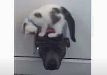 モグラ叩き的な遊び方？ 子猫の遊び相手になってあげる優しい犬さん