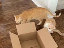 届いた段ボールが捨てられない！ 猫がいる暮らしの「あるある光景」