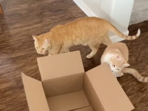 届いた段ボールが捨てられない！ 猫がいる暮らしの「あるある光景」