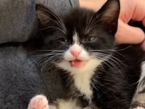 おしゃべりしながら寝落ち！ 子猫さんの可愛すぎる「眠る瞬間」