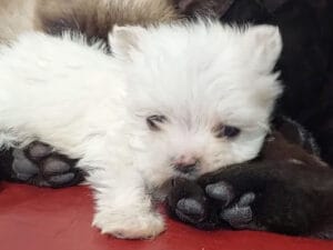 猫団子の中にふわふわ子犬も♡ 仲良くポカポカ冬のあったか光景