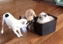 「さぁ！思いっきり引っ張っておくれ」犬ぞりを楽しむ猫さん