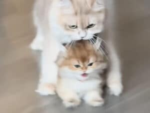 大きくなっても赤ちゃん扱い!母猫の愛情たっぷりの“よいしょ”が尊い