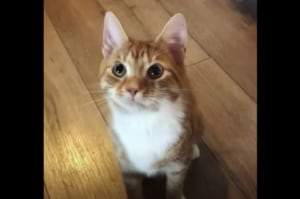 猫っぽくない遊びが好きなネコさん。前世は犬だったかも?