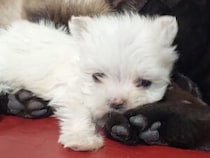 猫団子の中にふわふわ子犬も♡ 仲良くポカポカ冬のあったか光景