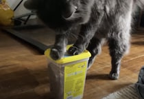 「もうゴハンの時間過ぎてるニャ！」待ちきれなくて自分で用意する猫。