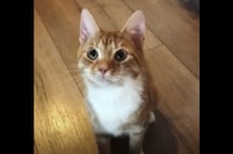 猫っぽくない遊びが好きなネコさん。前世は犬だったかも？