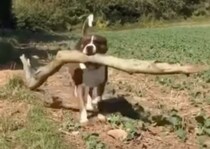 今日も大きいの見つけた！ 大きな棒を嬉しそうに運ぶ犬さん