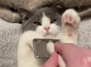 このブラシにゃに!? 気持ちいいじゃない♡ すぐにうっとりしちゃう子猫