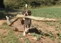 今日も大きいの見つけた！ 大きな棒を嬉しそうに運ぶ犬さん