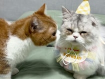 誕生日衣装に不満顔… ほかの猫にからかわれてご機嫌ナナメ？