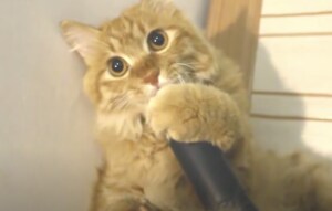 こりゃたまらんニャ♪ 抱きしめたくなるほど掃除機が大好きな猫