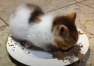 ゴハンもお皿も渡さない！食いしん坊の子猫さん