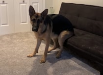 本当にイスに「腰かけている」！！面白い座り方をする犬さん。