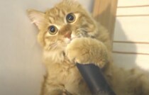 こりゃたまらんニャ♪ 抱きしめたくなるほど掃除機が大好きな猫
