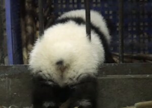 プリプリなお尻が可愛い！ のんびり脱走しようとする子パンダ