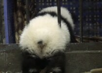 プリプリなお尻が可愛い！ のんびり脱走しようとする子パンダ