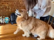 来客ラッシュに大喜び！ 誰から挨拶するか迷うゴールデンが可愛すぎる