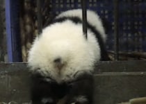 プリプリなお尻が可愛い！ のんびり脱走しようとする子パンダ